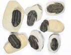 Lot: Assorted Devonian Trilobites - Pieces #79770-2